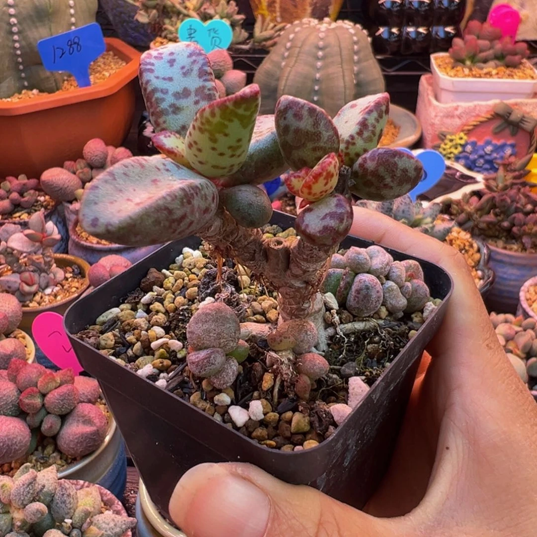 一物一拍，感谢支持