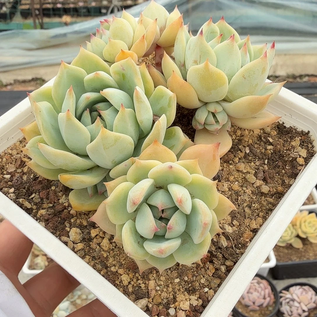 十公分无砍棱镜，满20包邮