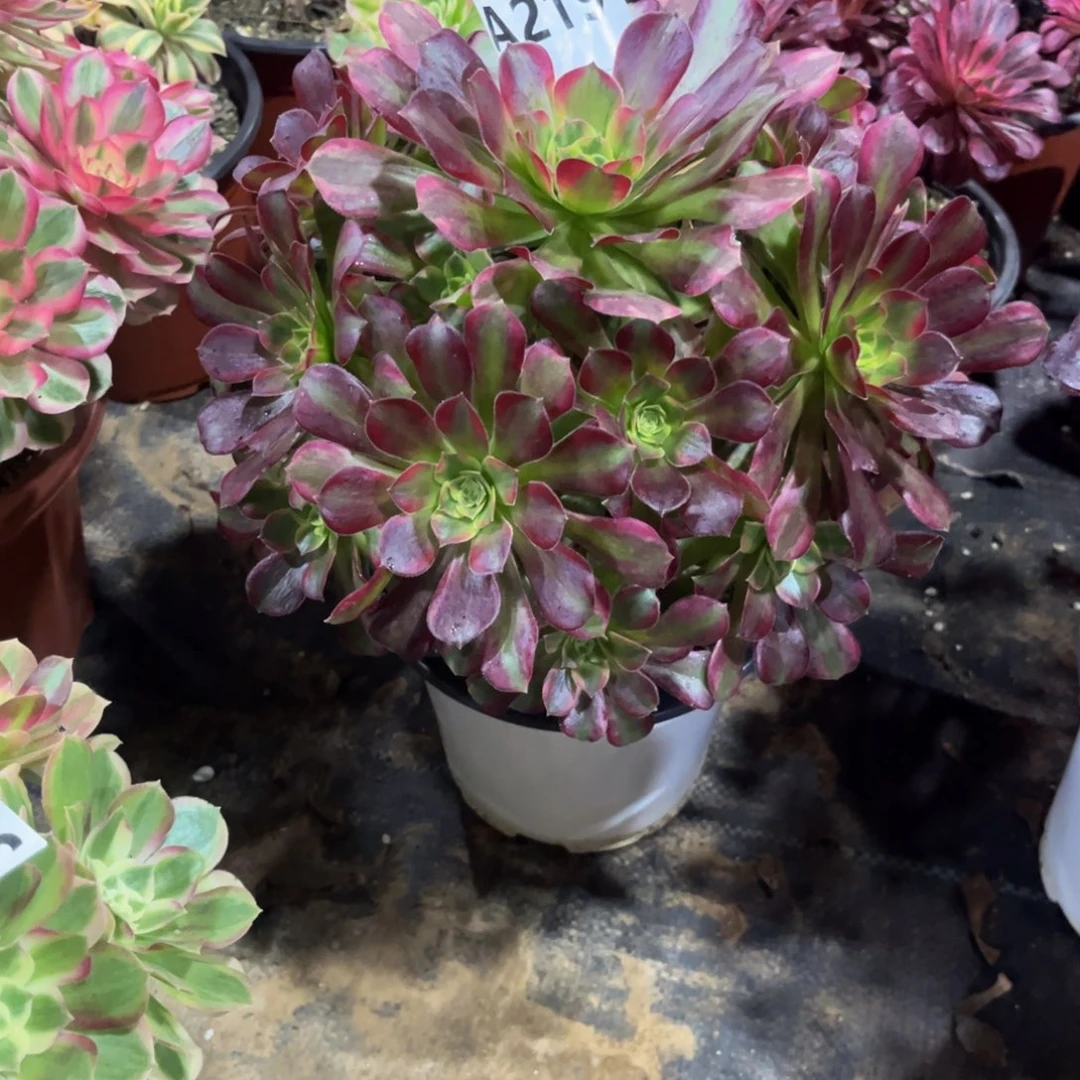 多肉植物安娜锦219多肉