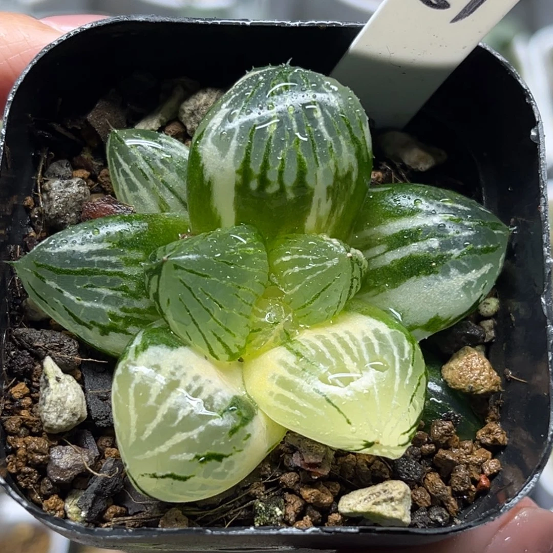 81巨大丸叶玉潭寿锦福利专场