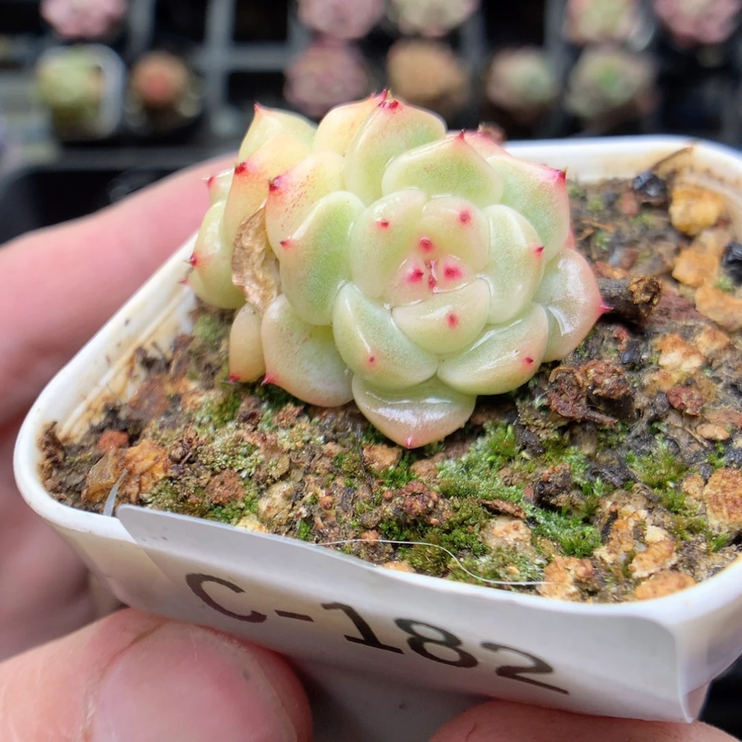 C182y y y y y g g