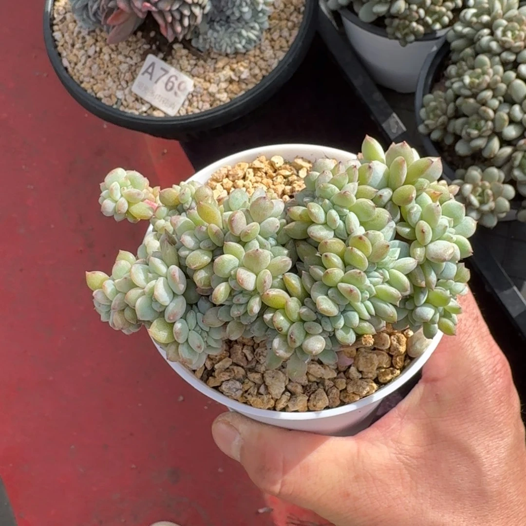 12厘米的尺寸一物一拍的