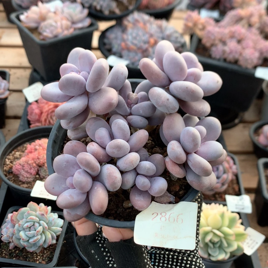 14厘米7头原始奶多肉2866