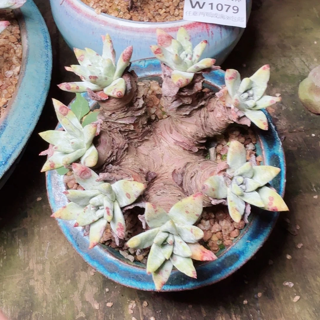 1080蓦然一白菊多肉