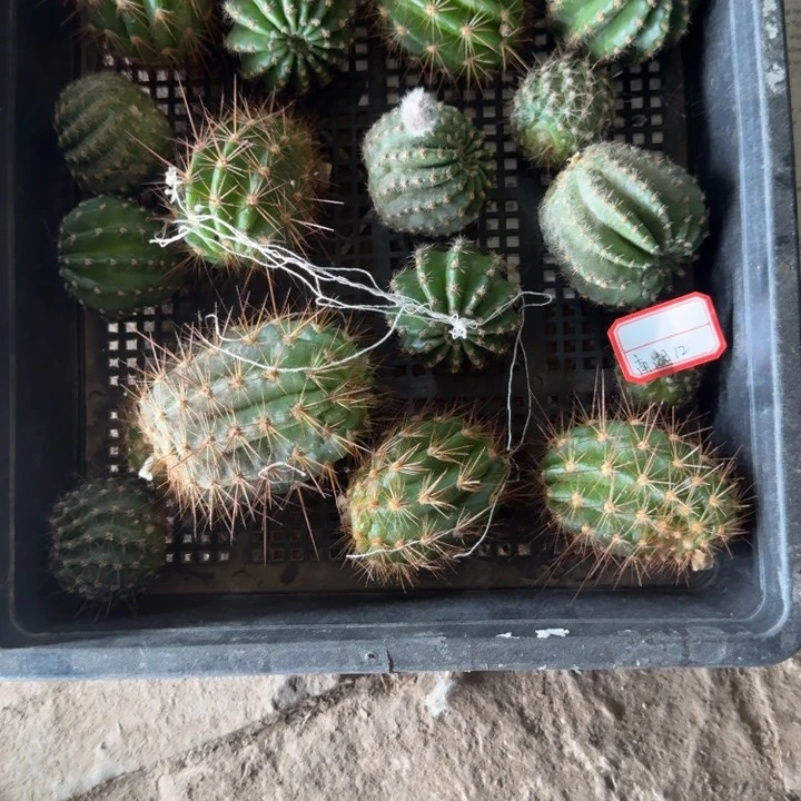 252混品种任意2个无根侧牙斑小，20包邮