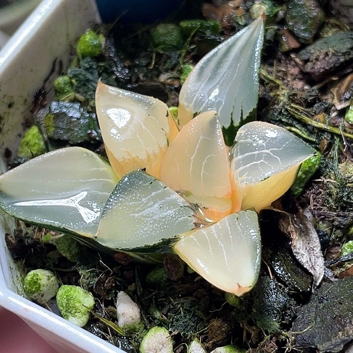 517花影锦特选度老师