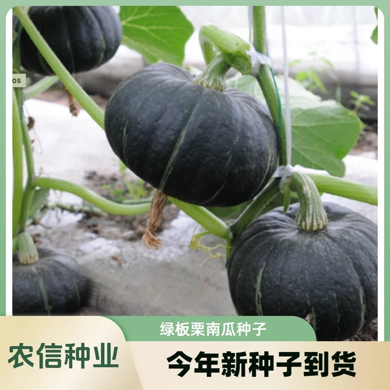 【全店满5元包邮】绿贝贝高产小南瓜种子板栗味秧蔬菜种籽苗孑惠