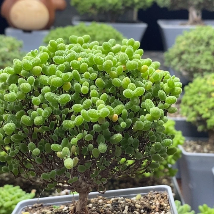 小***曼蜜橘糖球7737枝干番杏