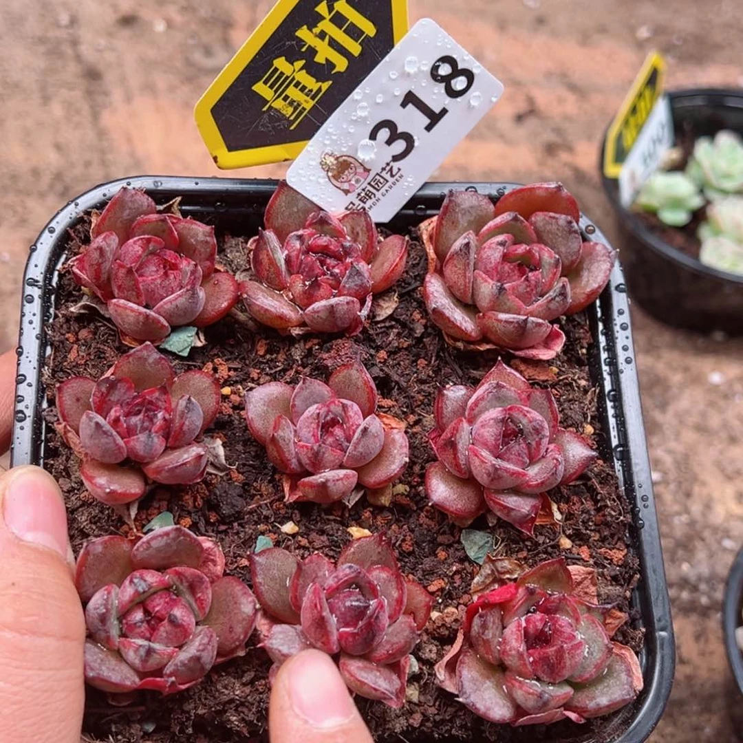 多肉植物多肉植物