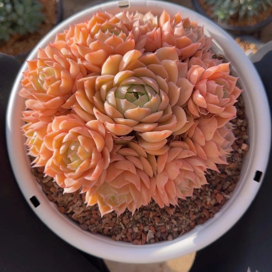 昂斯诺多肉植物多肉