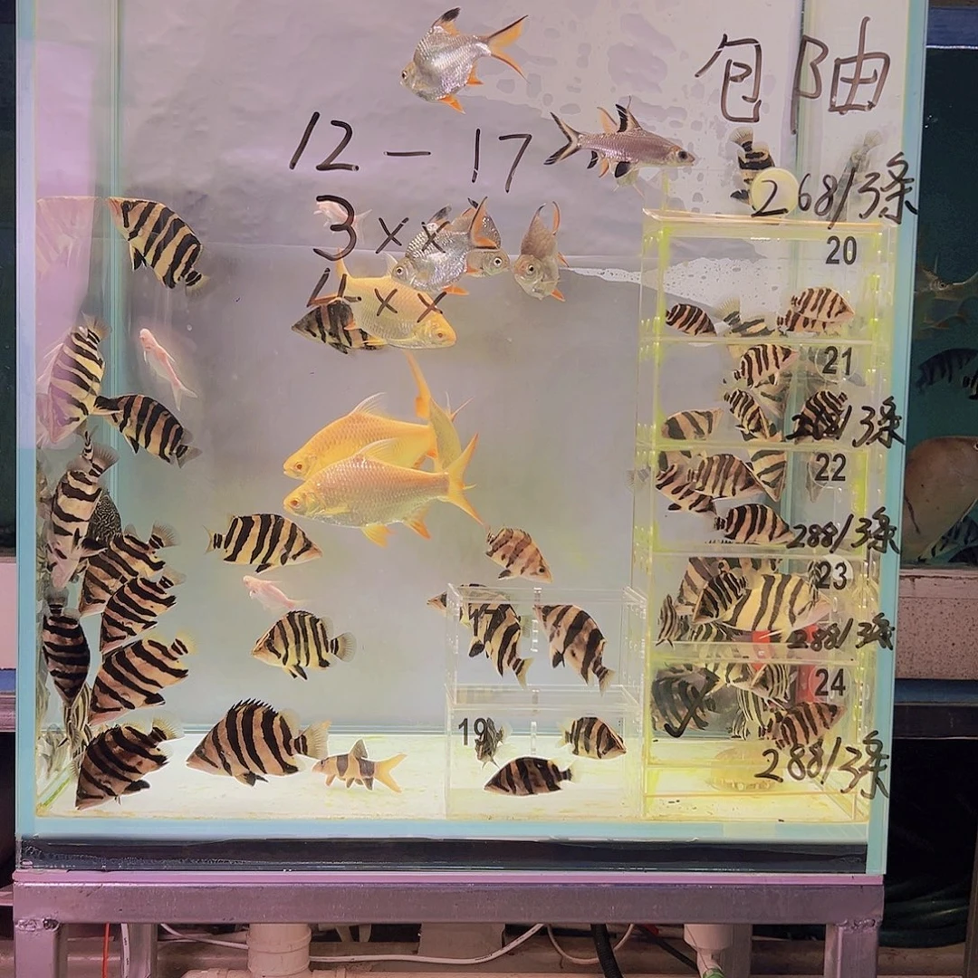 虎鱼1 2公分三文带点