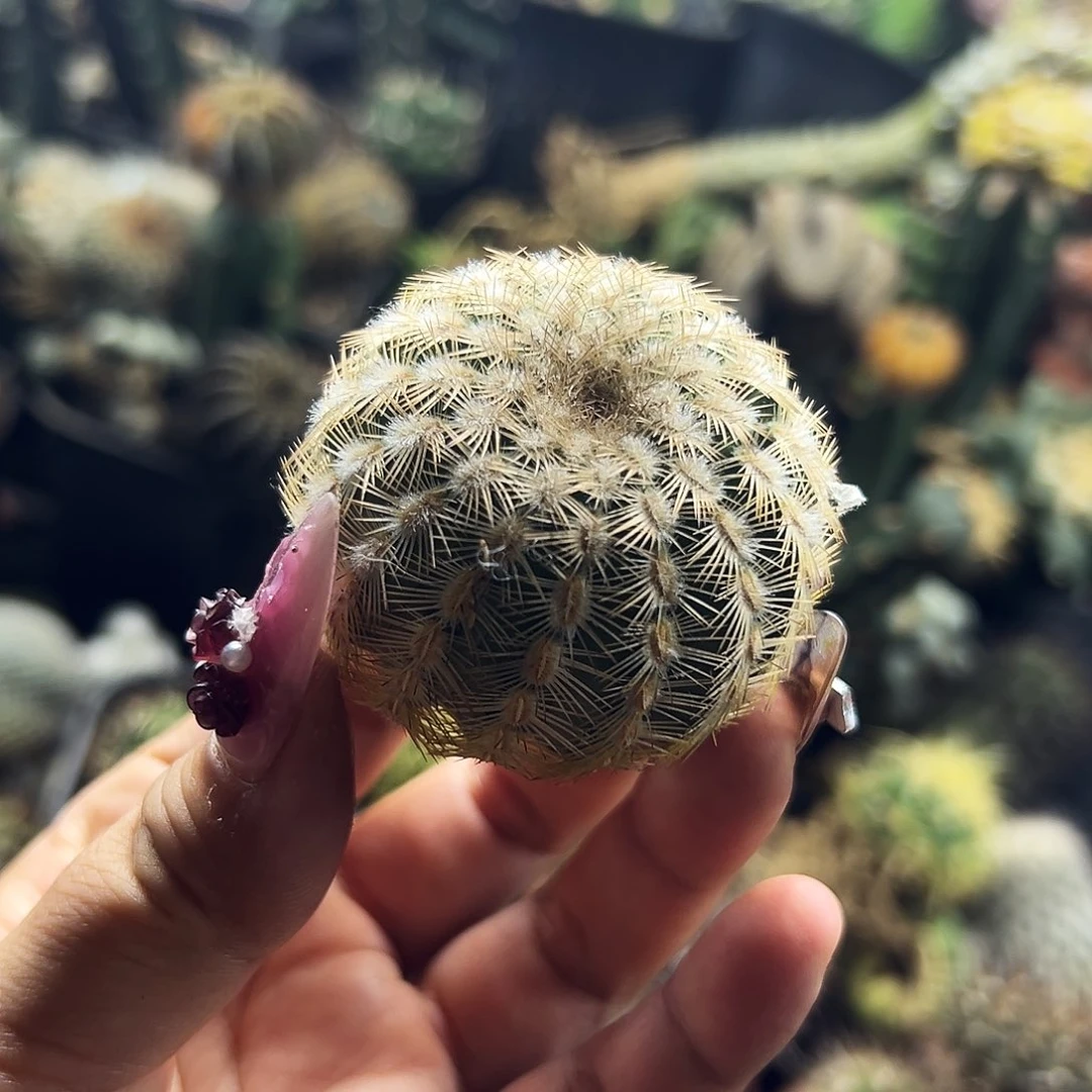 虾仙人球222222222
