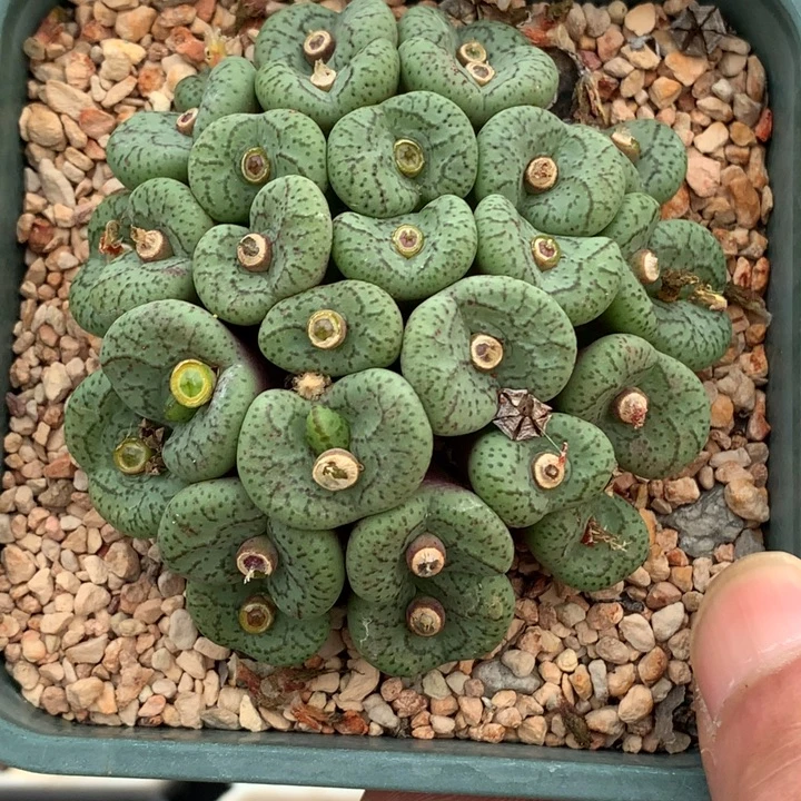 精品多肉植物荷叶安贞