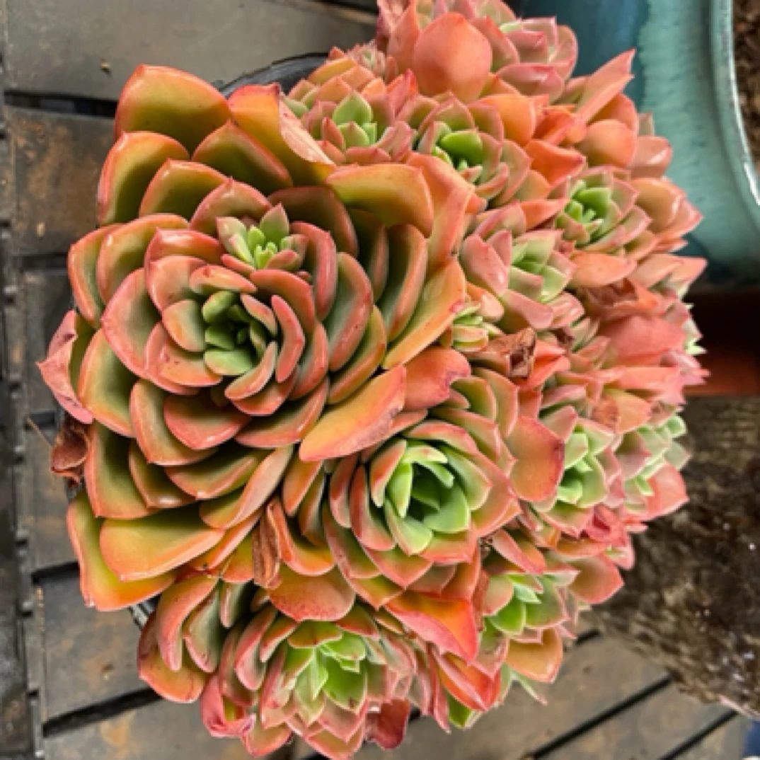 高贵 多肉植物 阳台客厅办公室养护