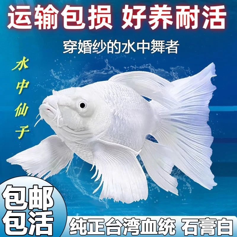 纯种蝴蝶鲤精品石膏白色短身观赏鱼养鱼饲养活体发货养殖耐活混养