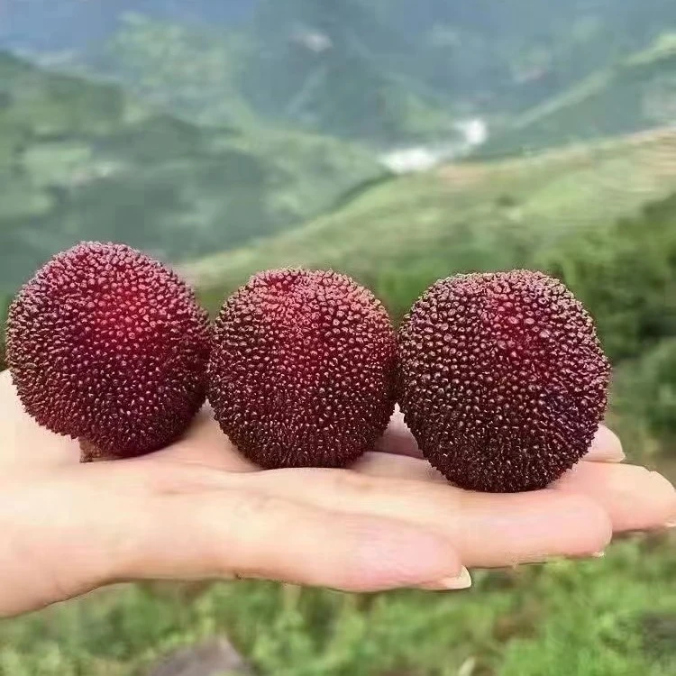 仙居东魁杨梅贡品级6斤，每箱2篮。