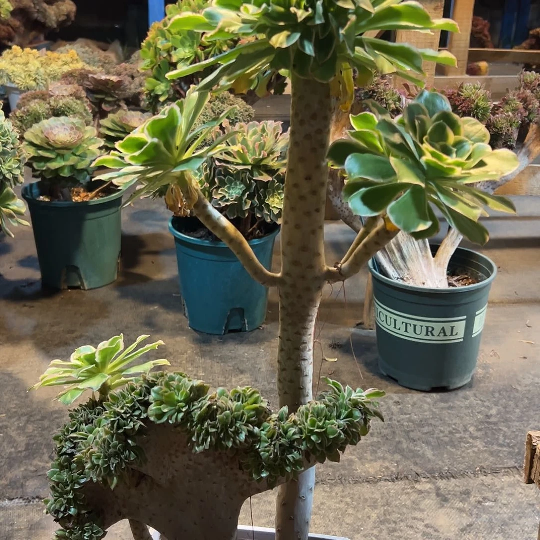 大叶绿玫瑰锦缀来桩