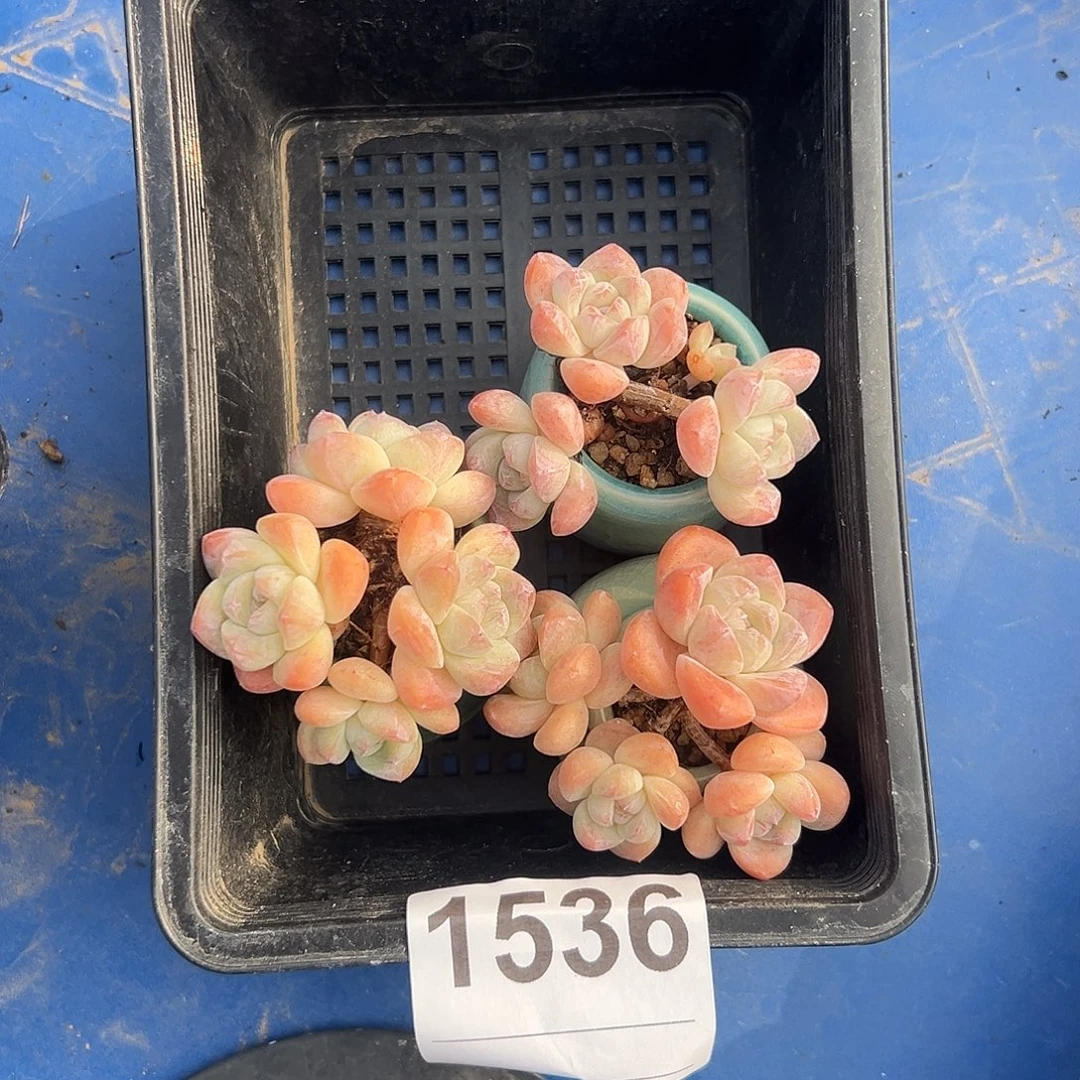 三个冰玉带盆发的1536