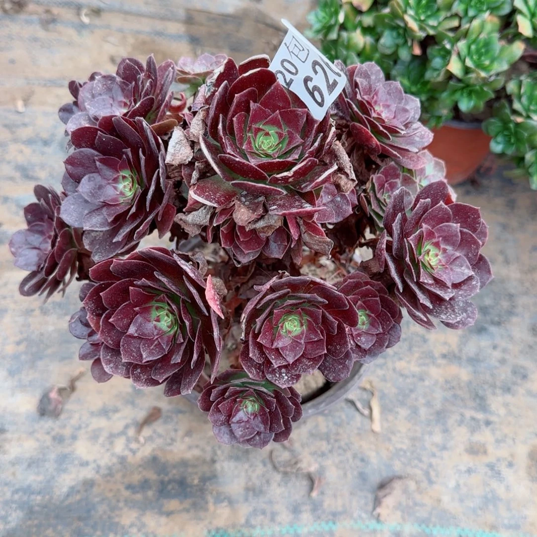 赤焰莲626满20包邮断枝不包