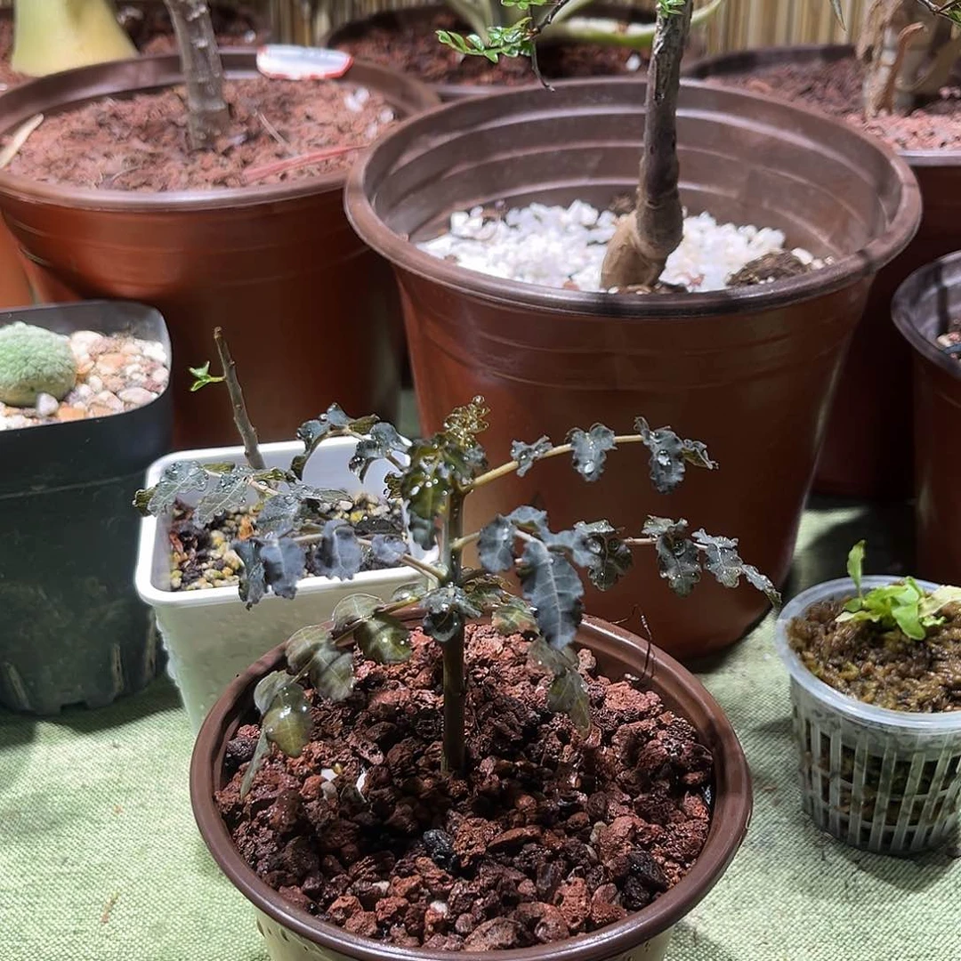 迪奥斯乳香多肉植物