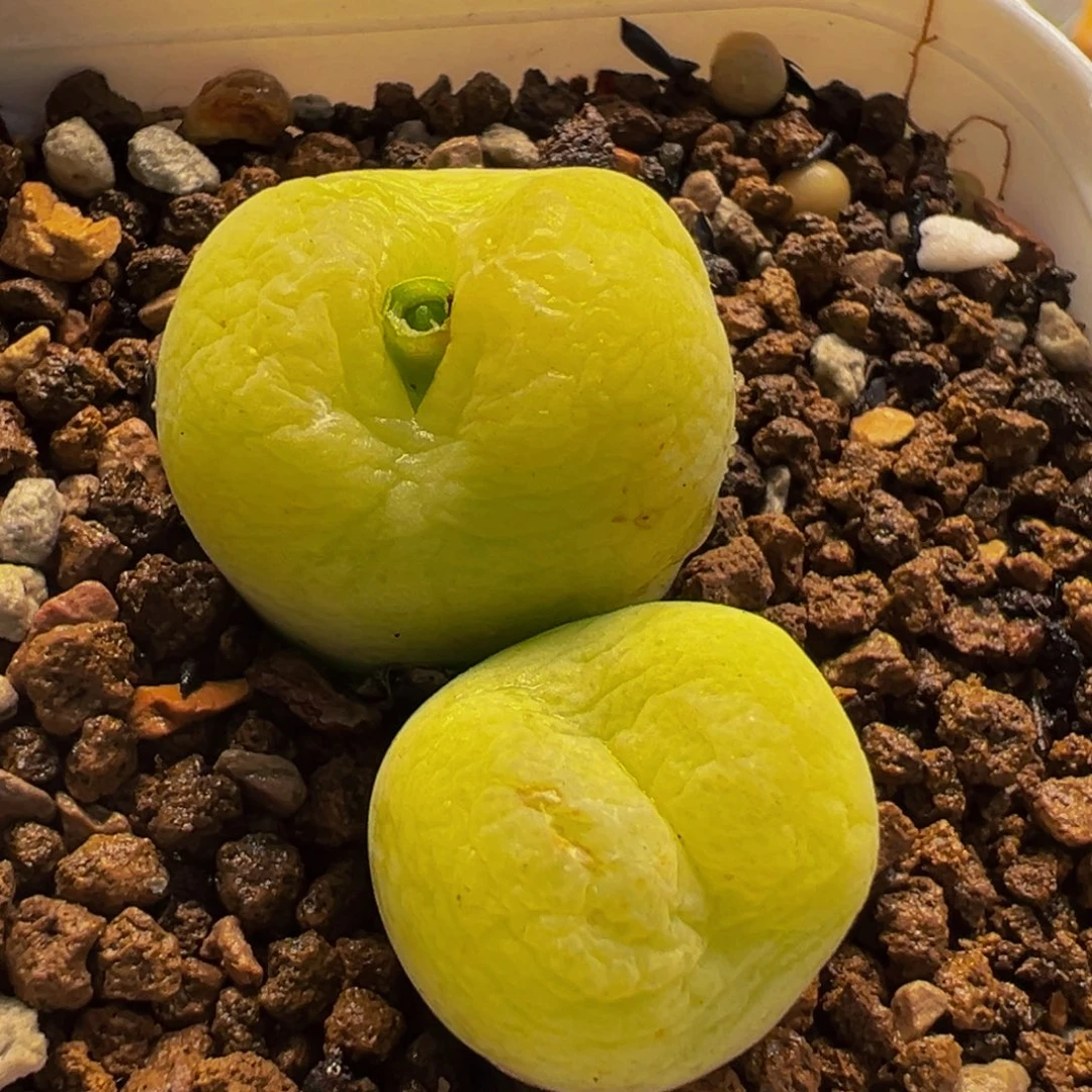 652多肉植物种类和