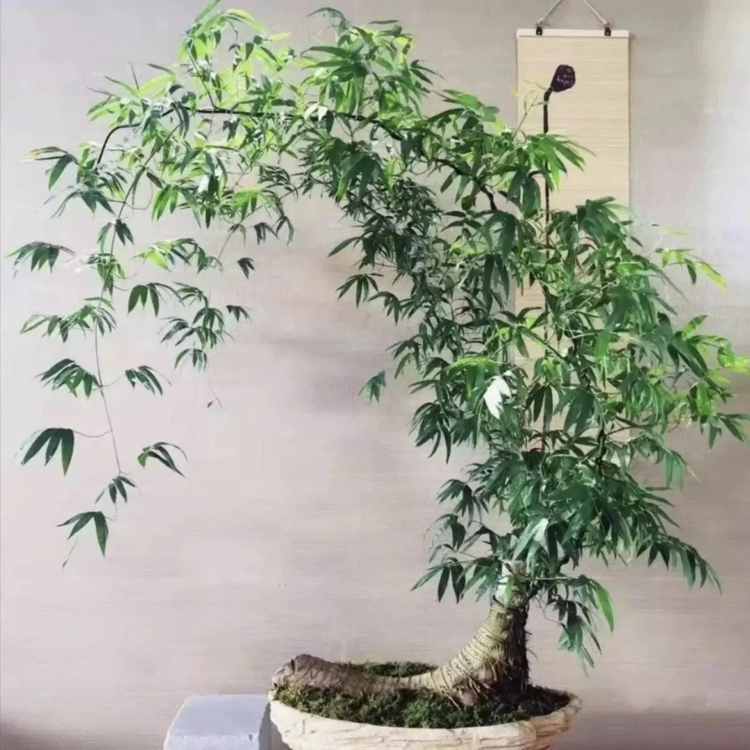粤西小叶勒竹生桩盆景
