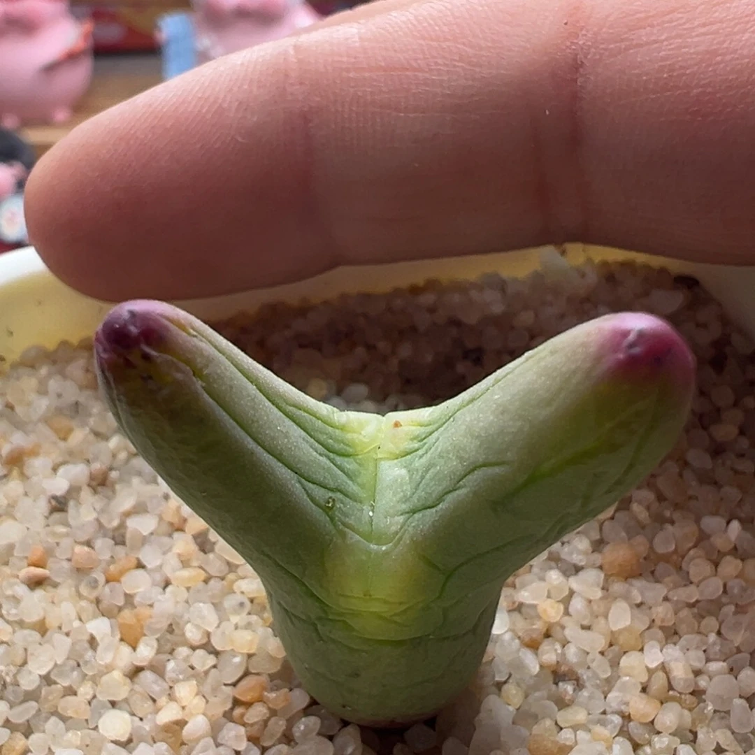 944优选0136尖耳皮卡丘。熏染红耳