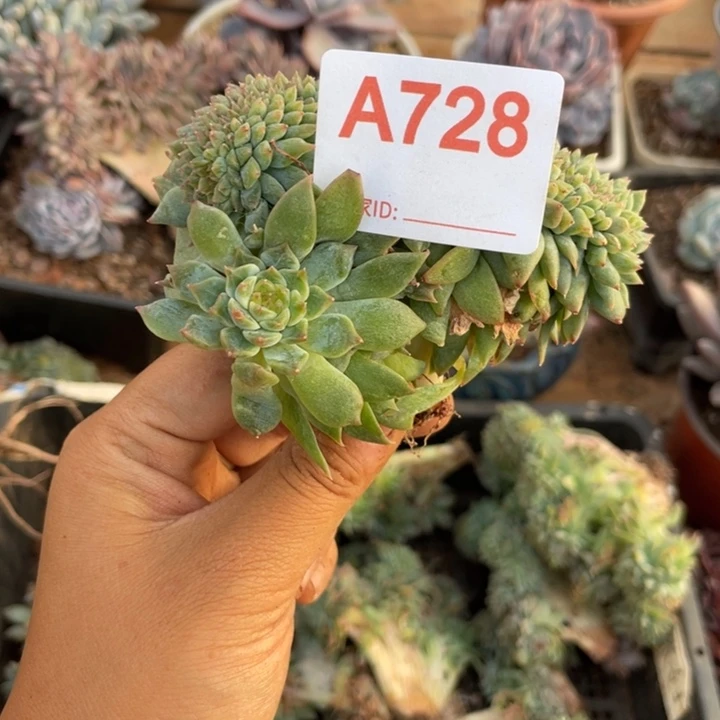 ****๓哈哈哈哈哈哈哈728