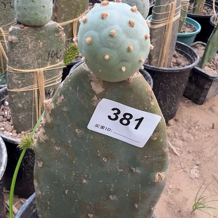 苗接一代特圆高绒习志野381