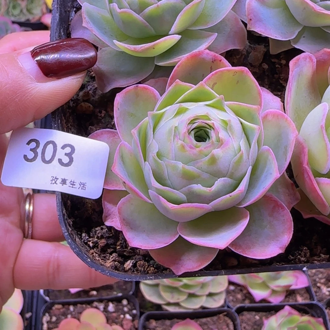 全**.黄帕杂交山地玫瑰福利303