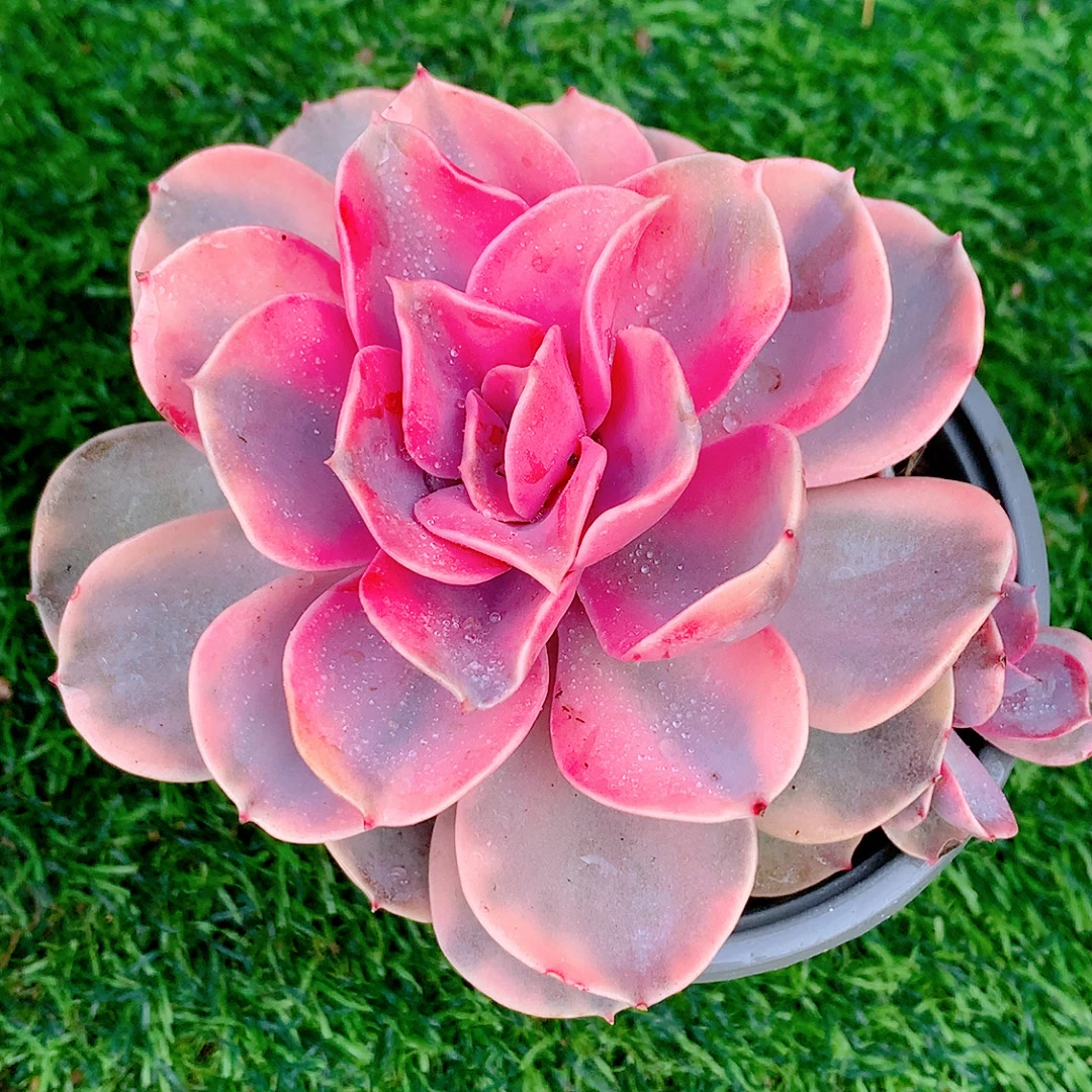 彩虹单头精品多肉植物盆栽阳台好养易养花卉一单包邮