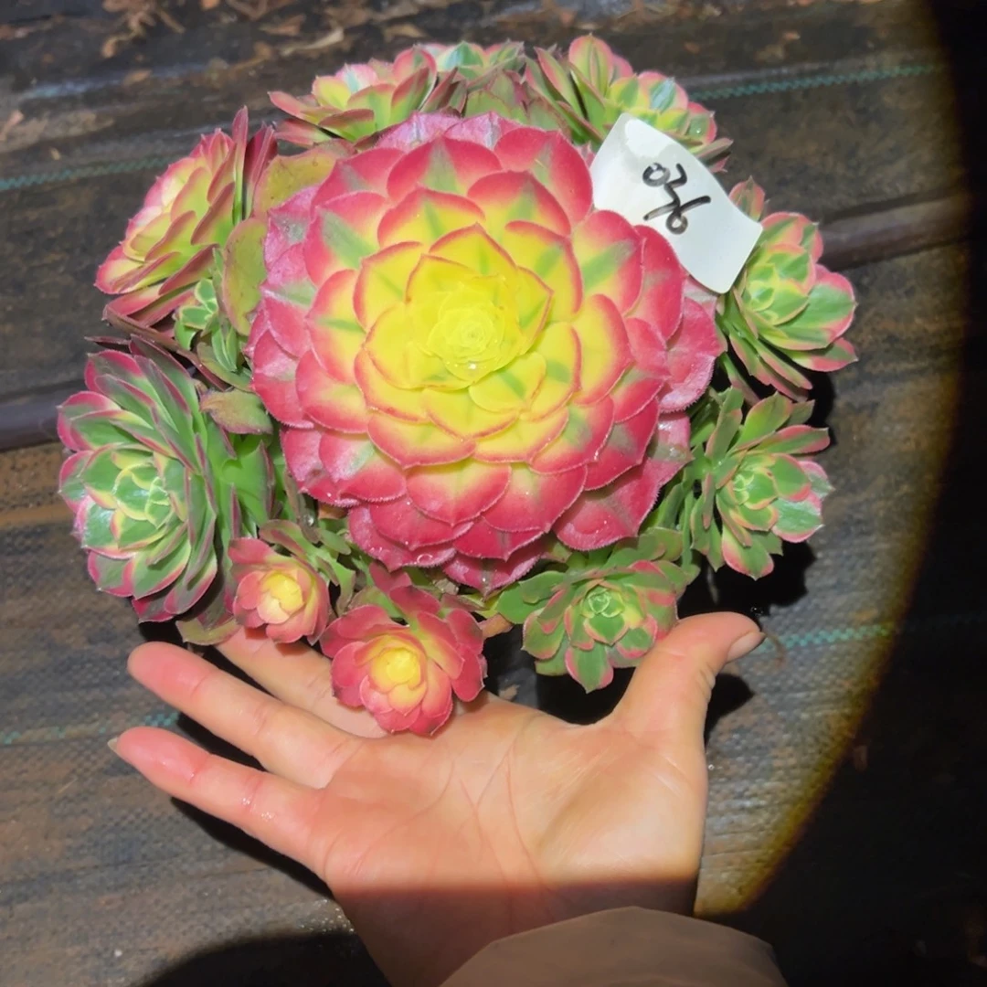 多肉植物036海仙的