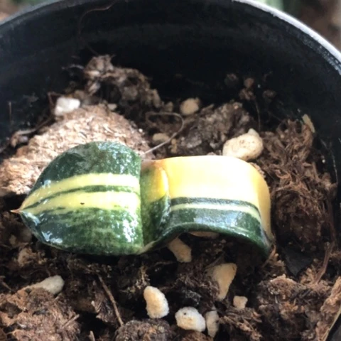 蜗牛锦带盆发货哈哈哈哈