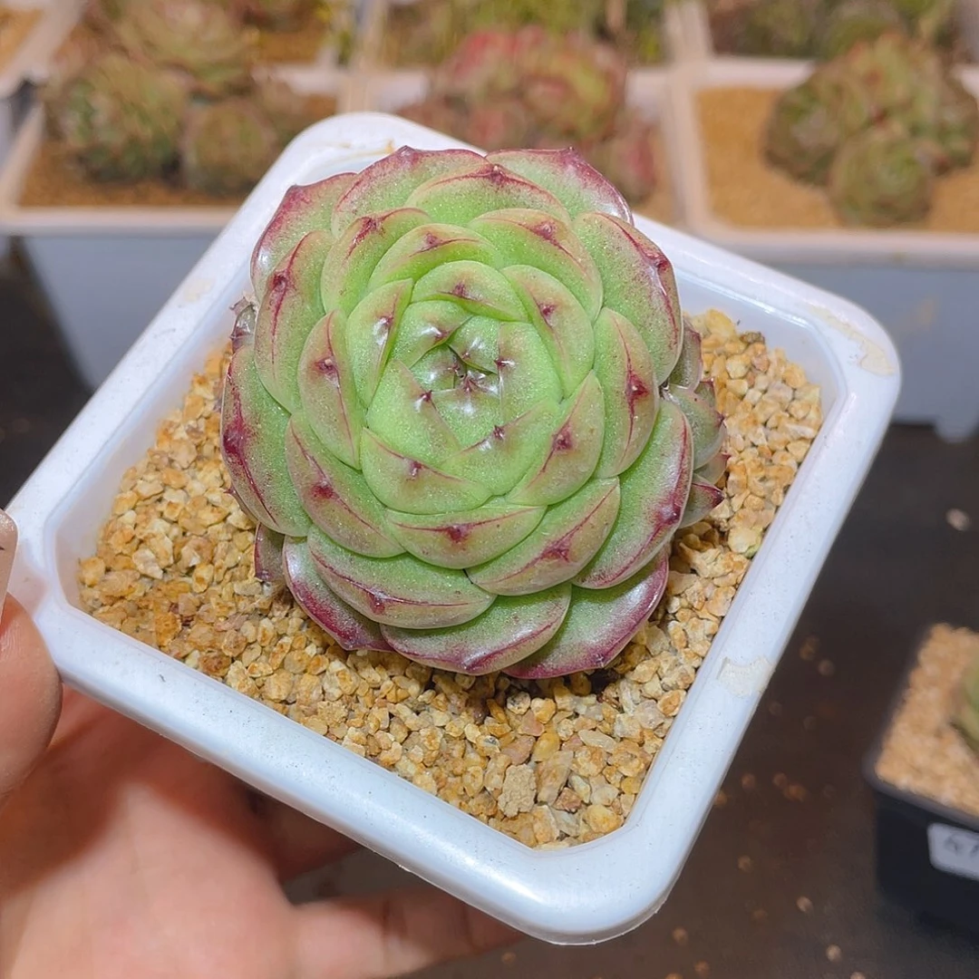 470翡冷翠哈哈哈哈哈