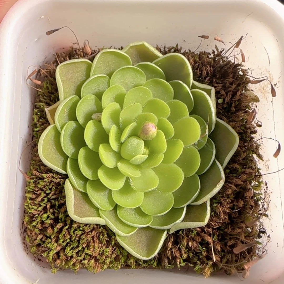 多肉0101-171捕虫堇