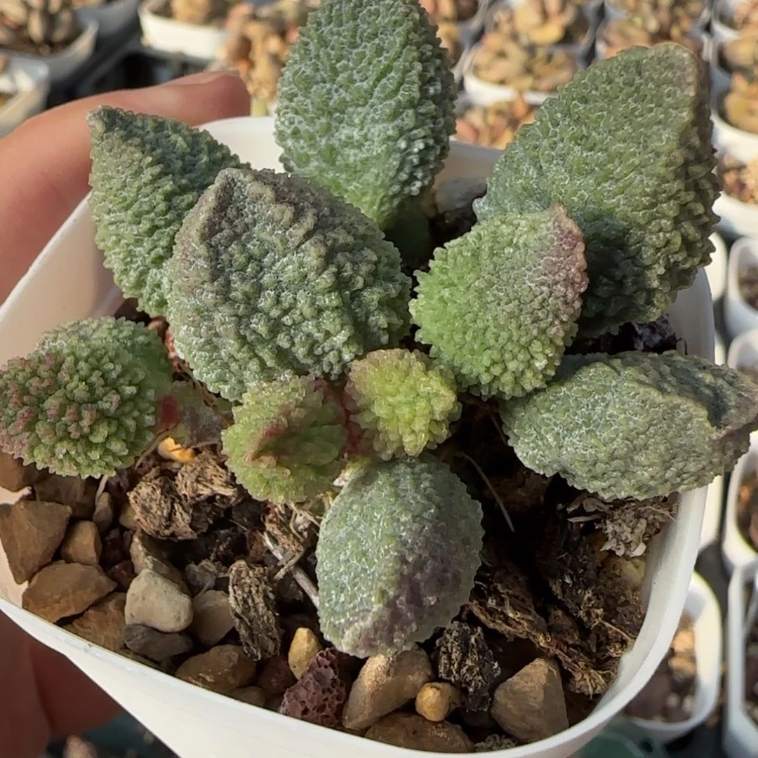 实生园艺水泡多肉植物