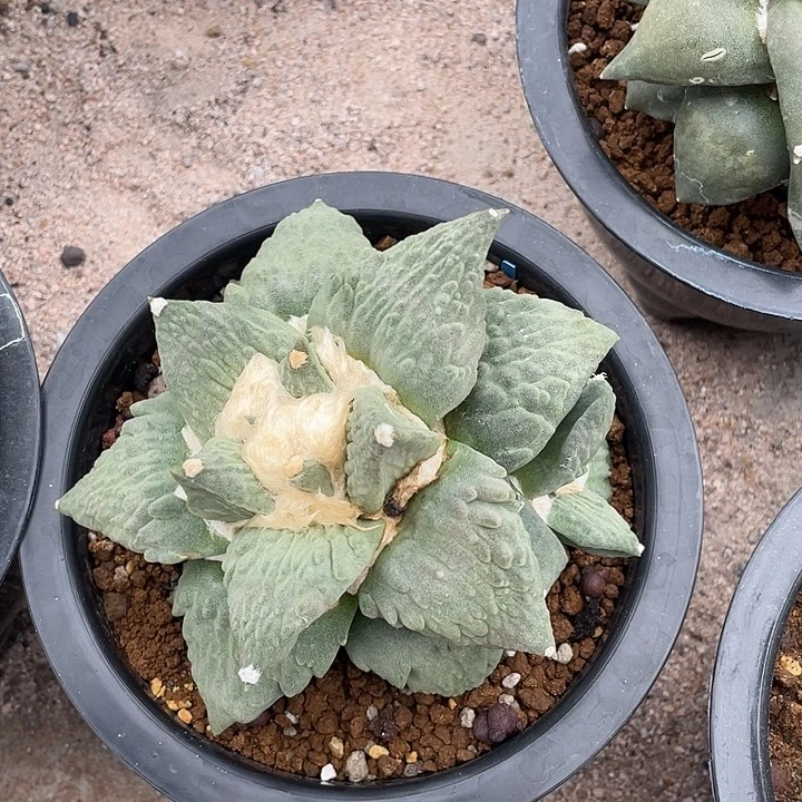 自根13.5cm牛舌怒涛带一个侧芽