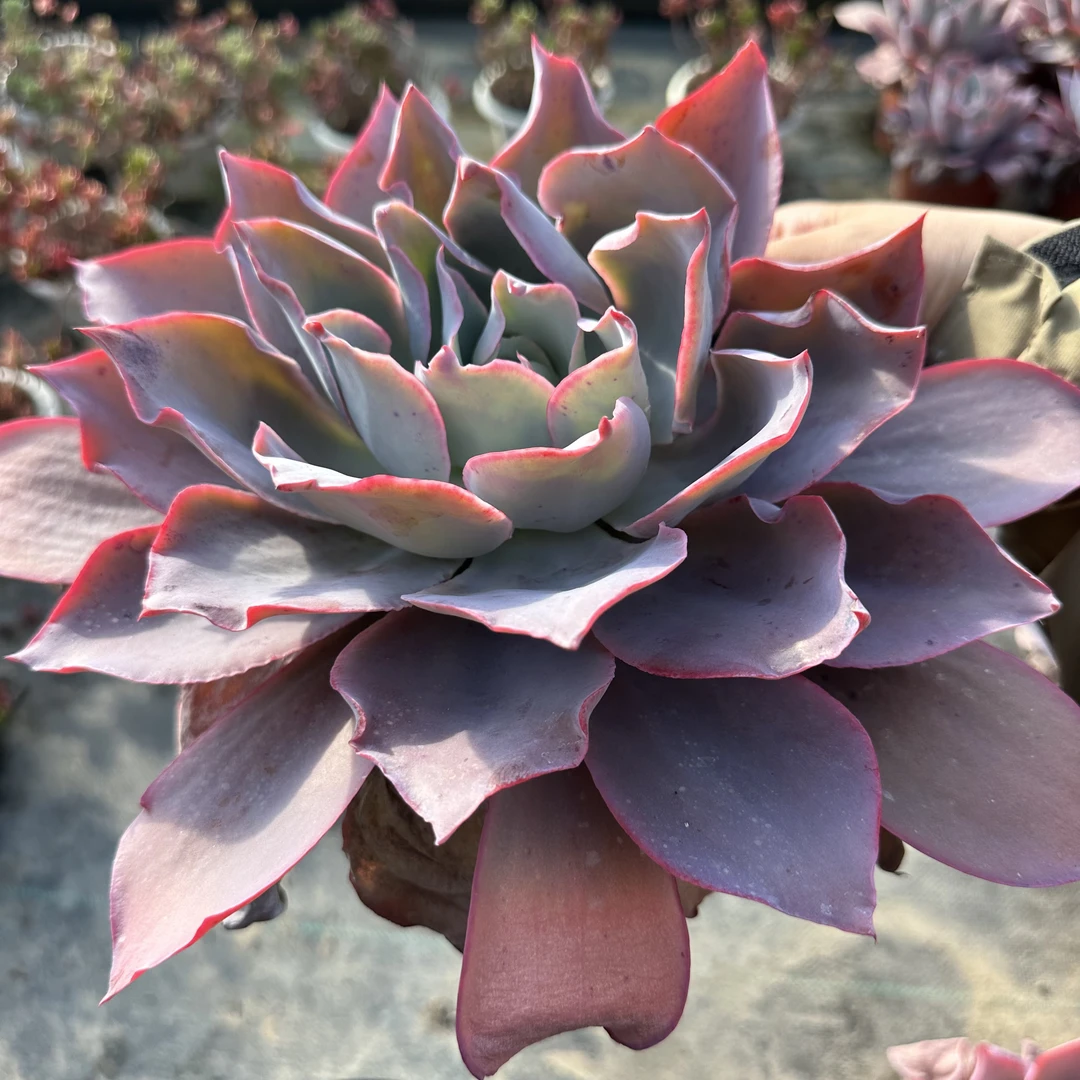 （新疆包邮）大晚霞单头 群生