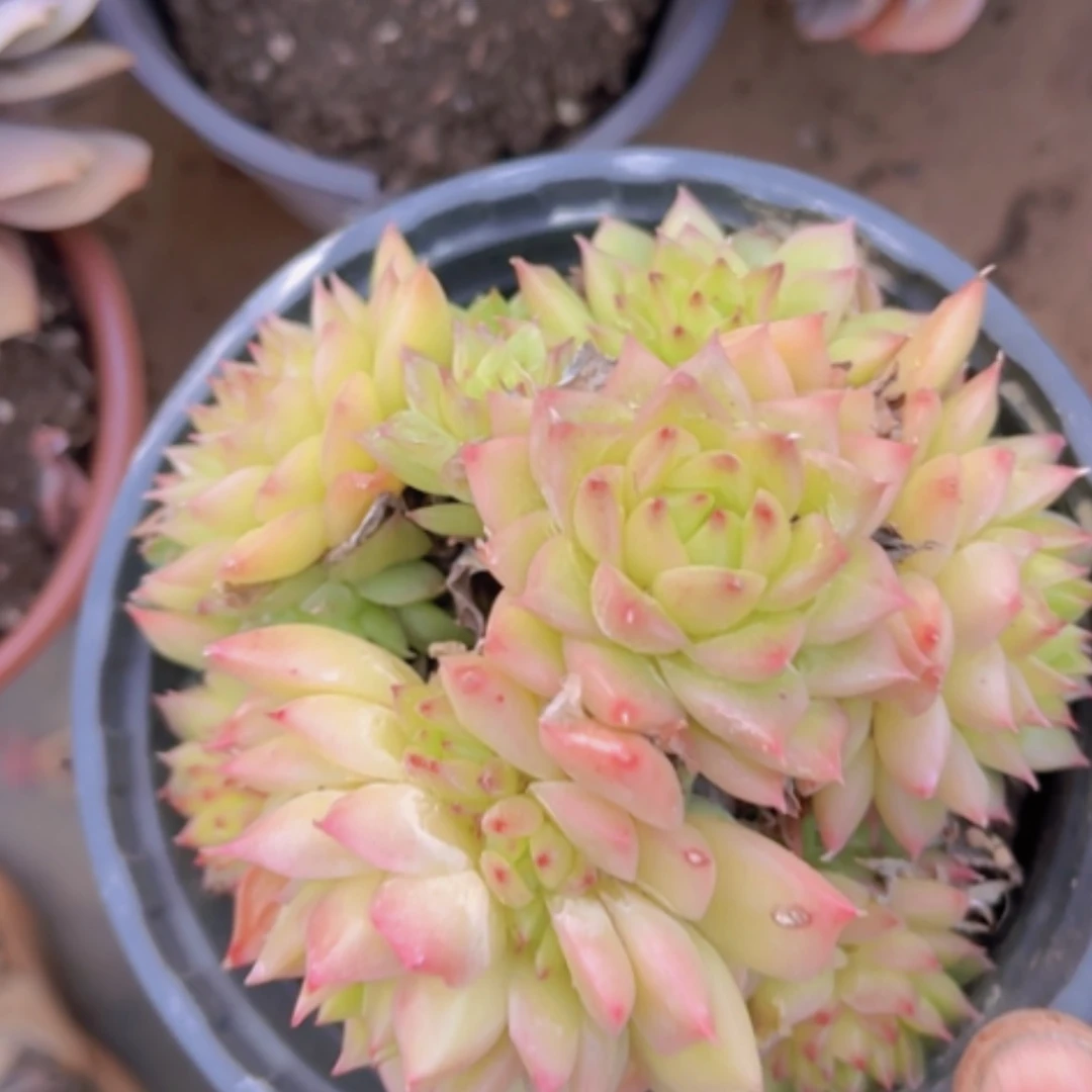 【闪购商品】麦秆25295