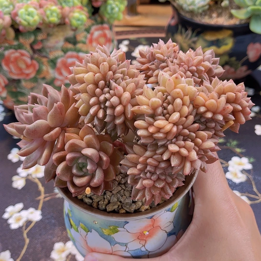 璀璨小树缀精品多肉