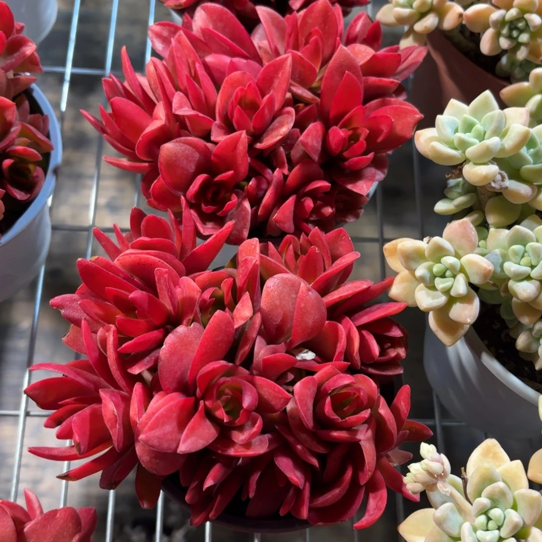 火祭多肉11㎝盆特价