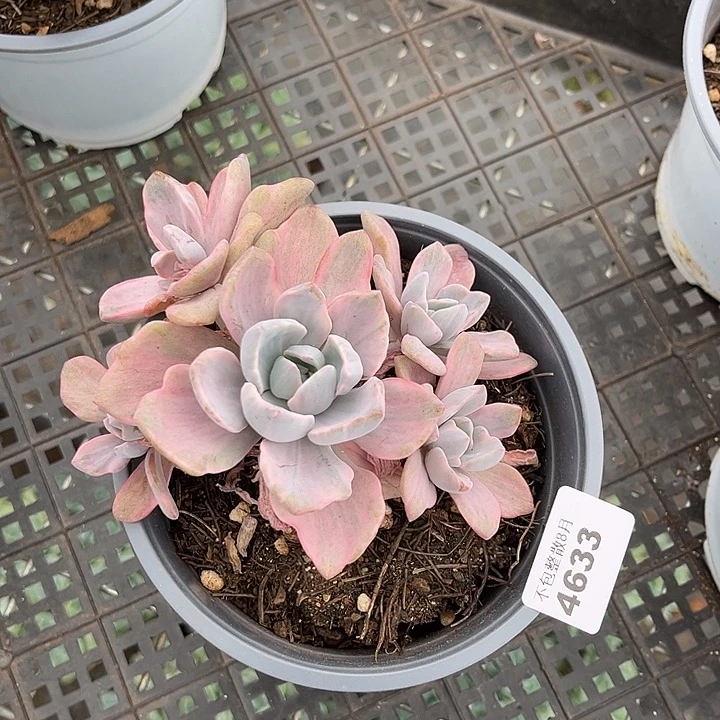 阿雅园艺。     4633彩虹糖锦