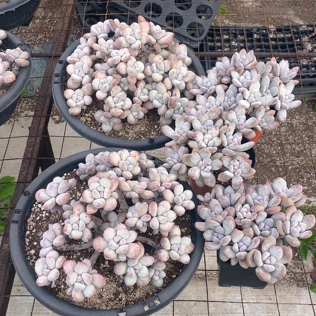 打包5颗 脱土发货