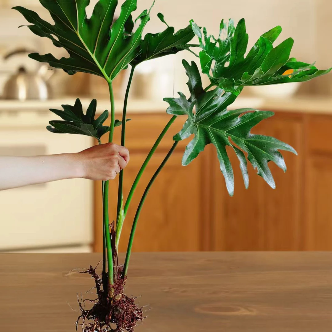 龙鳞春羽水培大盆客厅室内懒人网红绿植耐阴水培净化空气客厅春雨