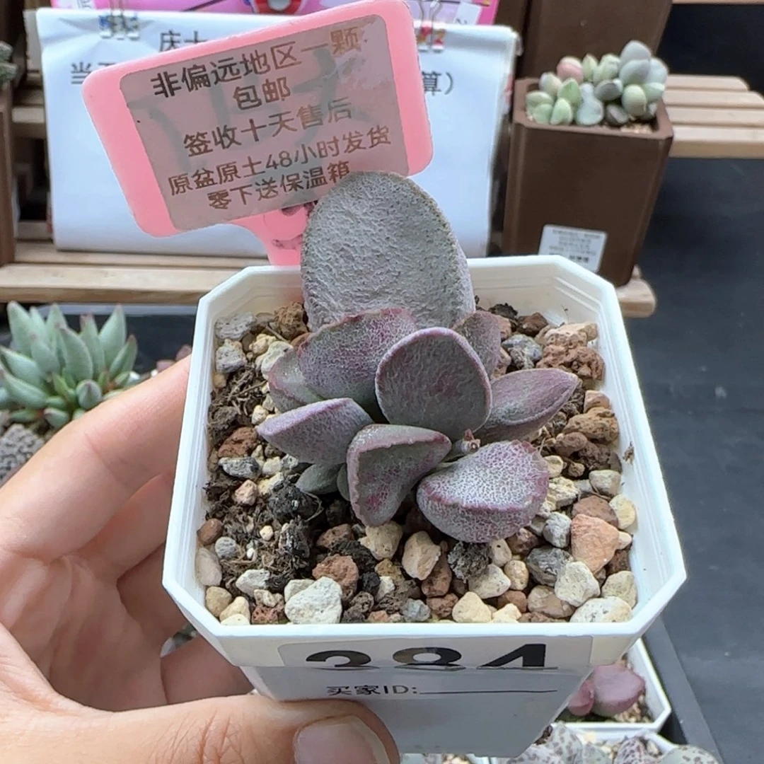 384谪仙多肉植物
