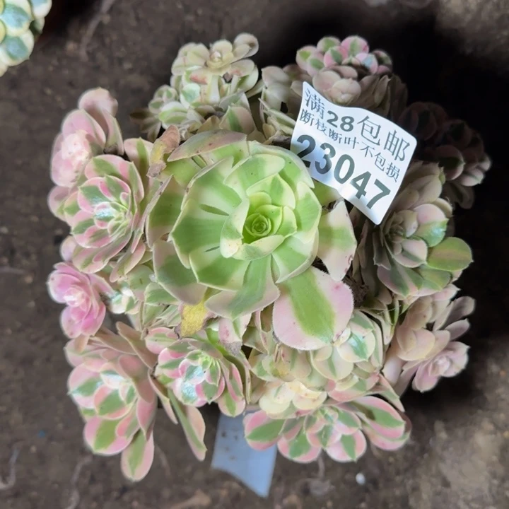 23047女郎多肉植物