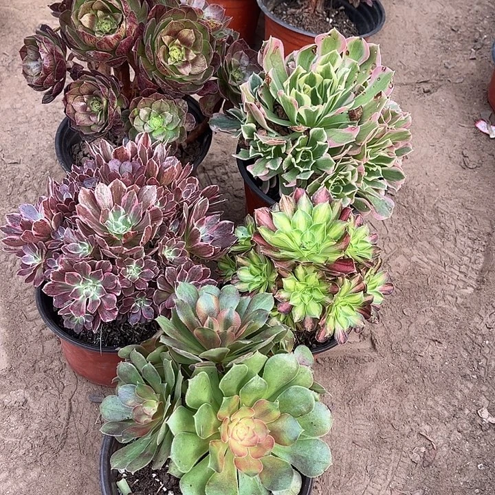 721多肉植物组合，