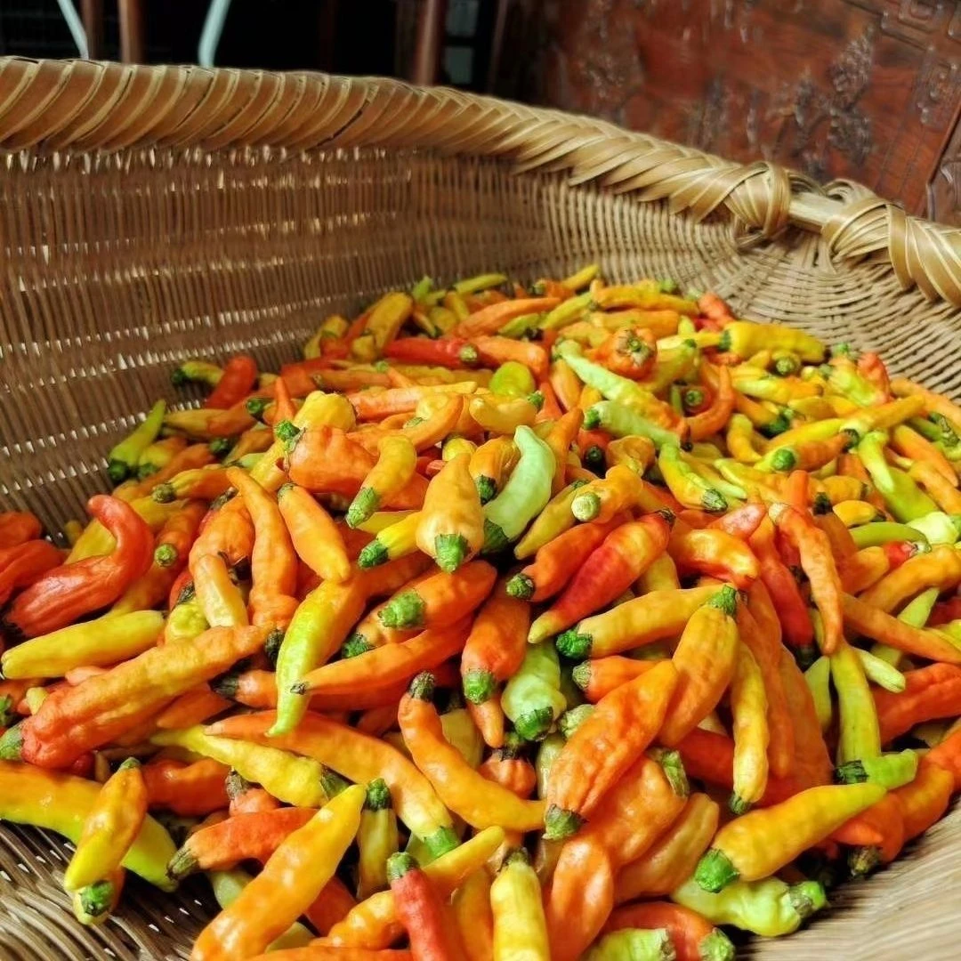 遂川本地当季蔬菜江西特产新鲜现摘辣椒芋子茄子苦瓜毛豆南瓜姜