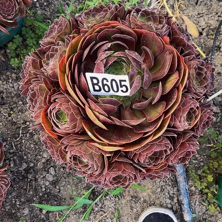 黑魔法师26—9包邮