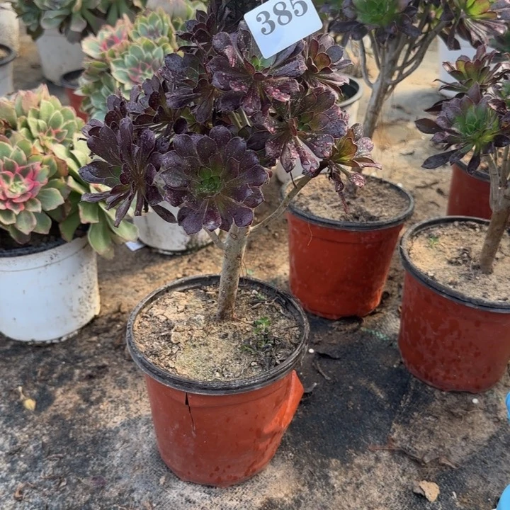 385两单包邮黑法师。